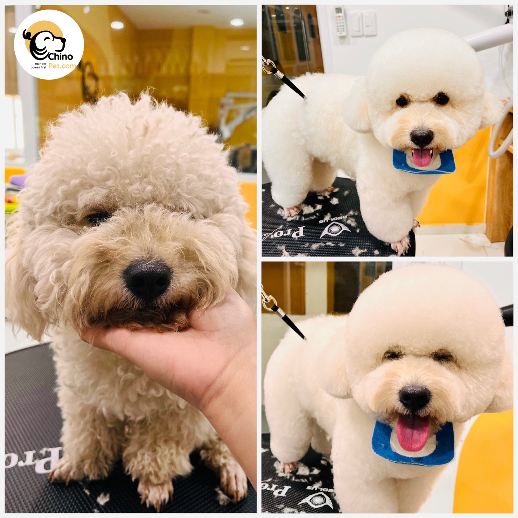 A real grooming session at ChinoSalon