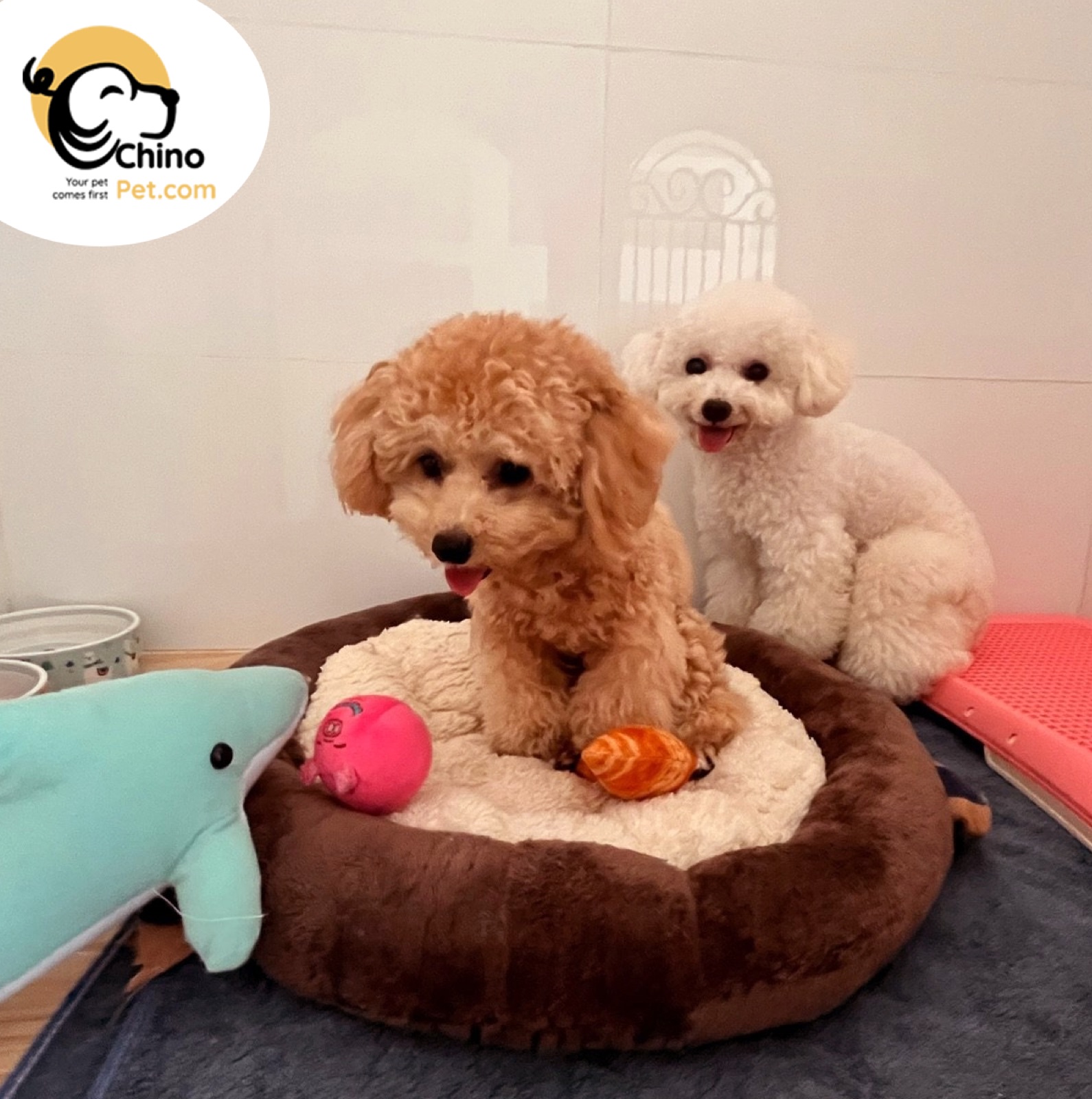 Pets in the real ChinoHotel boarding area