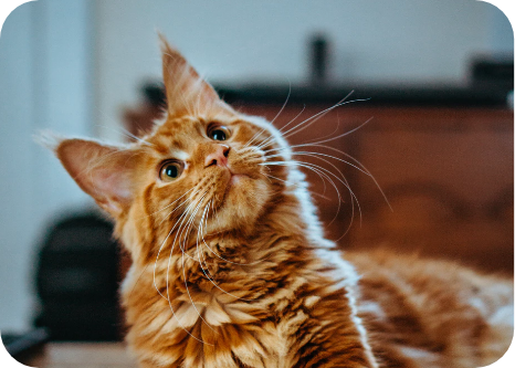 Keep your cat clean at home!