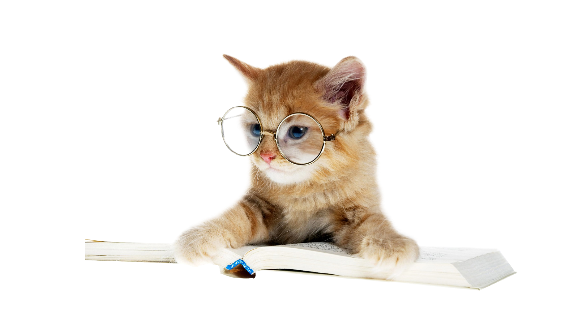 Hướng dẫn mèo đi vệ sinh cát