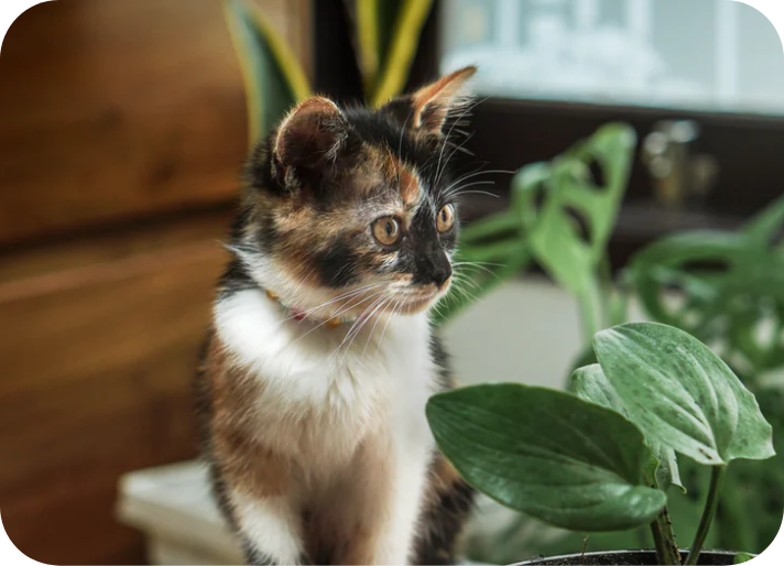 Mèo hay ngủ là bị gì?