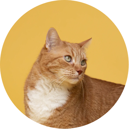 Mèo ChinoPet